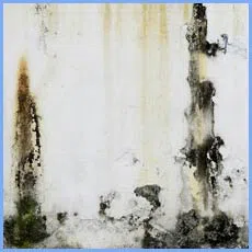 Homestead Restoration Company Homestead, FL 786-292-9740 Homestead Restoration Company Homestead, FL 786-292-9740 - sb-mold