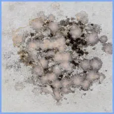 Homestead Restoration Company Homestead, FL 786-292-9740 Homestead Restoration Company Homestead, FL 786-292-9740 - sb-water-leaks